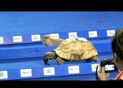 Enlace a Carrera real entre una tortuga y una liebre