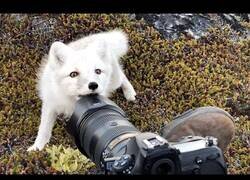 Enlace a Así es un encuentro con un zorro ártico en Groenlandia