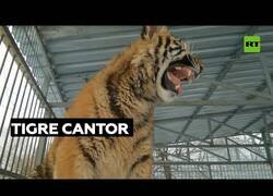 Enlace a El tigre que sabía cantar