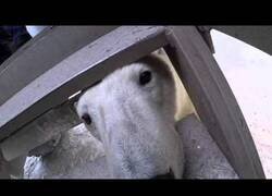 Enlace a Así es un encuentro con un oso polar