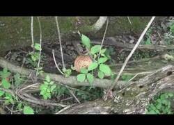 Enlace a Cuando estás buscando setas pero sabes que es el momento de irse