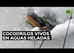 Enlace a Caimanes siguen vivos bajo el hielo