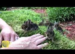 Enlace a Llamando la atención de seis pequeños conejitos