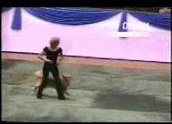 Enlace a Un perro y su dueña bailando la canción de Grease