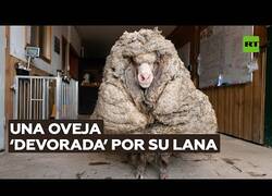 Enlace a Encuentran una oveja con 35 kilos de lana