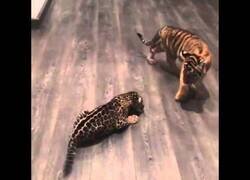 Enlace a Cría de jaguar conoce a una cría de tigre