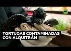 Enlace a Salvan a tortugas del Mediterraneo contaminadas de alquitrán