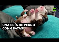 Enlace a Nace una cría de perro con 6 patas