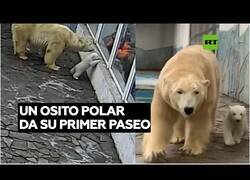 Enlace a Así es el primer paseo en la vida de un oso polar