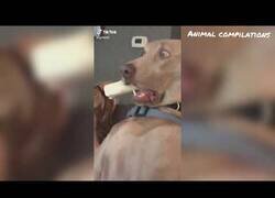 Enlace a Si no existieran los perros, habría que inventarlos