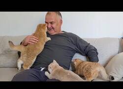 Enlace a Cuando eres un hombre serio pero no puedes resistirte al ataque de ternura de unos gatitos