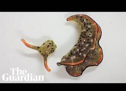 Enlace a Descubren una babosa que se autodecapita para formar un nuevo cuerpo