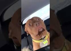 Enlace a Cuando te das cuenta de que vais al veterinario y no al parque