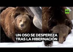 Enlace a Así sale un oso de la hibernación