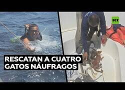 Enlace a Marinos de Tailandia rescatan gatos náufragos
