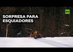 Enlace a Un oso persigue a unos esquiadores