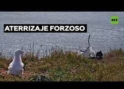 Enlace a Cuando un albatros se buguea