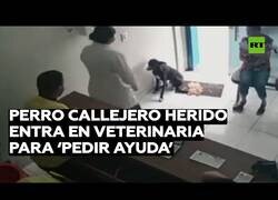 Enlace a Un perro callejero herido entra en un veterinario pidiendo ayuda