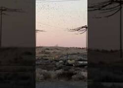 Enlace a Miles de pájaros se cargan el cableado eléctrico sobre el que se posaban