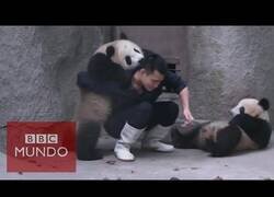 Enlace a Osos panda juegan con su cuidador para que no le de la medicación