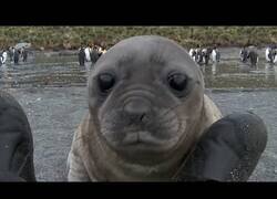 Enlace a Un león marino juguetea con los pies de un cámara
