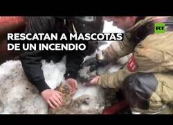 Enlace a Reaniman a un perro y a un gato rescatados de un incendio