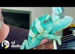 Enlace a Así es tener un camaleón como mascota
