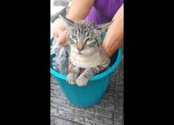 Enlace a Un gato pronuncia el nombre de 'Raúl' mientras lo bañan