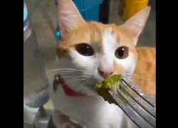 Enlace a La curiosa reacción de un gato al probar el brocoli