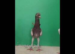 Enlace a ¿Alguna vez habías visto una paloma cisne?