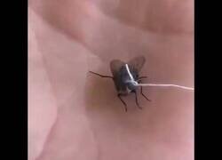 Enlace a Cuando tu mascota es una mosca