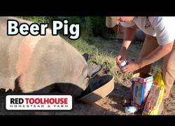 Enlace a Un granjero utiliza cerveza para sedar a un cerdo