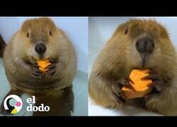 Enlace a Así es tener un castor como mascota
