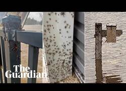 Enlace a Miles de arañas invaden casas huyendo de las inundaciones en Australia