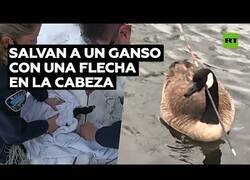 Enlace a Salvan a un ganso con una flecha atravesada en su cabeza