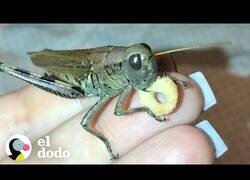 Enlace a Así es tener un saltamontes como mascota