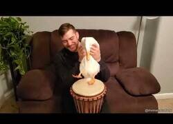 Enlace a El pato que sabía tocar el tambor