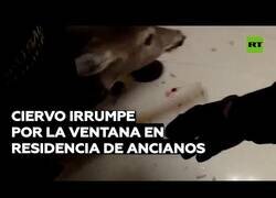 Enlace a Un ciervo se cuela en una residencia de ancianos