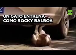 Enlace a Este gato tiene más fuerza de voluntad que tú