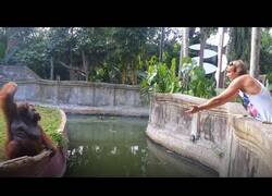 Enlace a Un orangután hace un intercambio justo con un humano