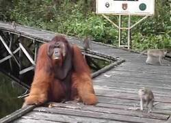 Enlace a Nunca le quites una banana de la boca a un orangután