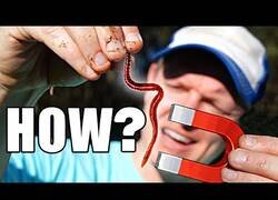 Enlace a El misterio de los gusanos magnéticos