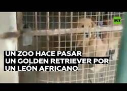 Enlace a Un zoo hace pasar un golden retriever por un león