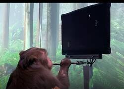 Enlace a Poniendo a prueba la mente de un mono con diferentes juegos