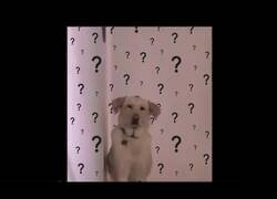 Enlace a Nunca le faltes al respeto a tu perro