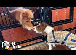 Enlace a Así es tener una yegua como mascota