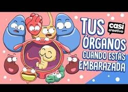 Enlace a Tus órganos durante un embarazo