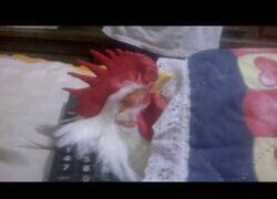Enlace a Cómo dormir a un gallo