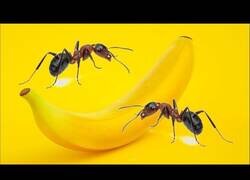 Enlace a ¿Qué le harán las hormigas a una plátano durante 24 horas? Lapso de tiempo con hormigas.