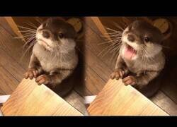 Enlace a Así es como una nutria te pide la cena cuando tiene hambre